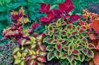 USA, Washington State, Sammamish. Coleus in planters in garden Art Print